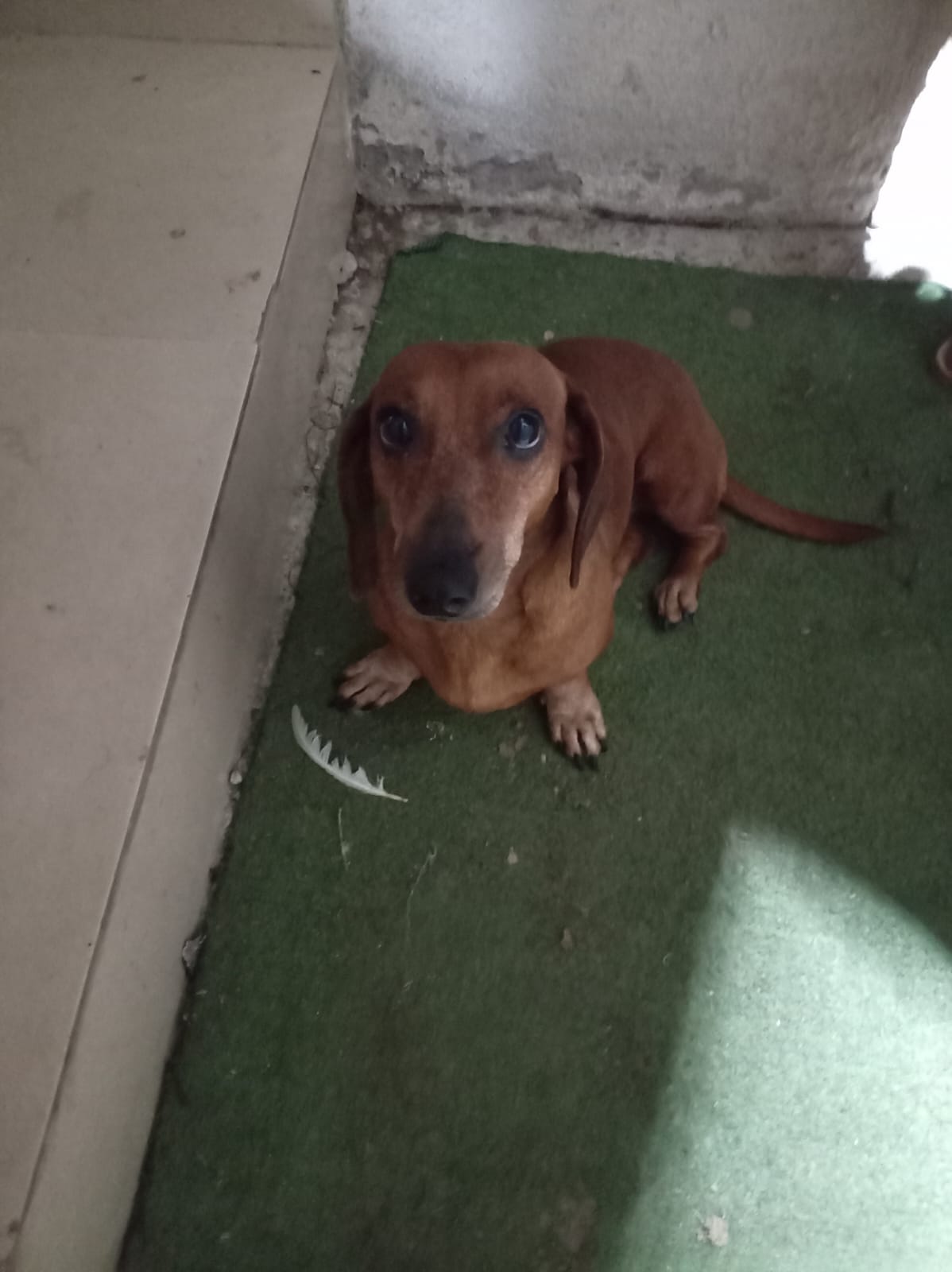 Un perro