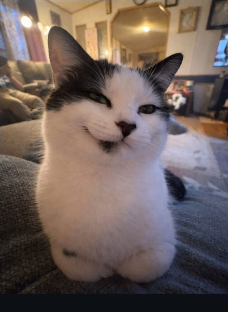 Gato